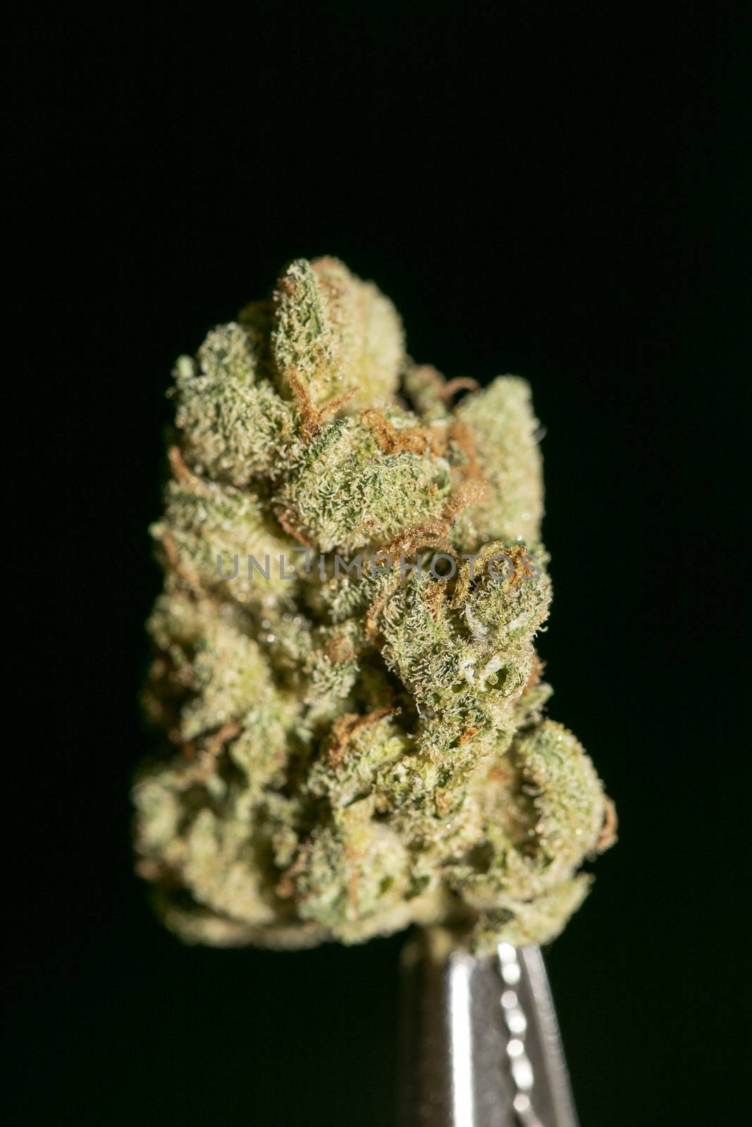 Cannabis macro in black background fifty megapixels
