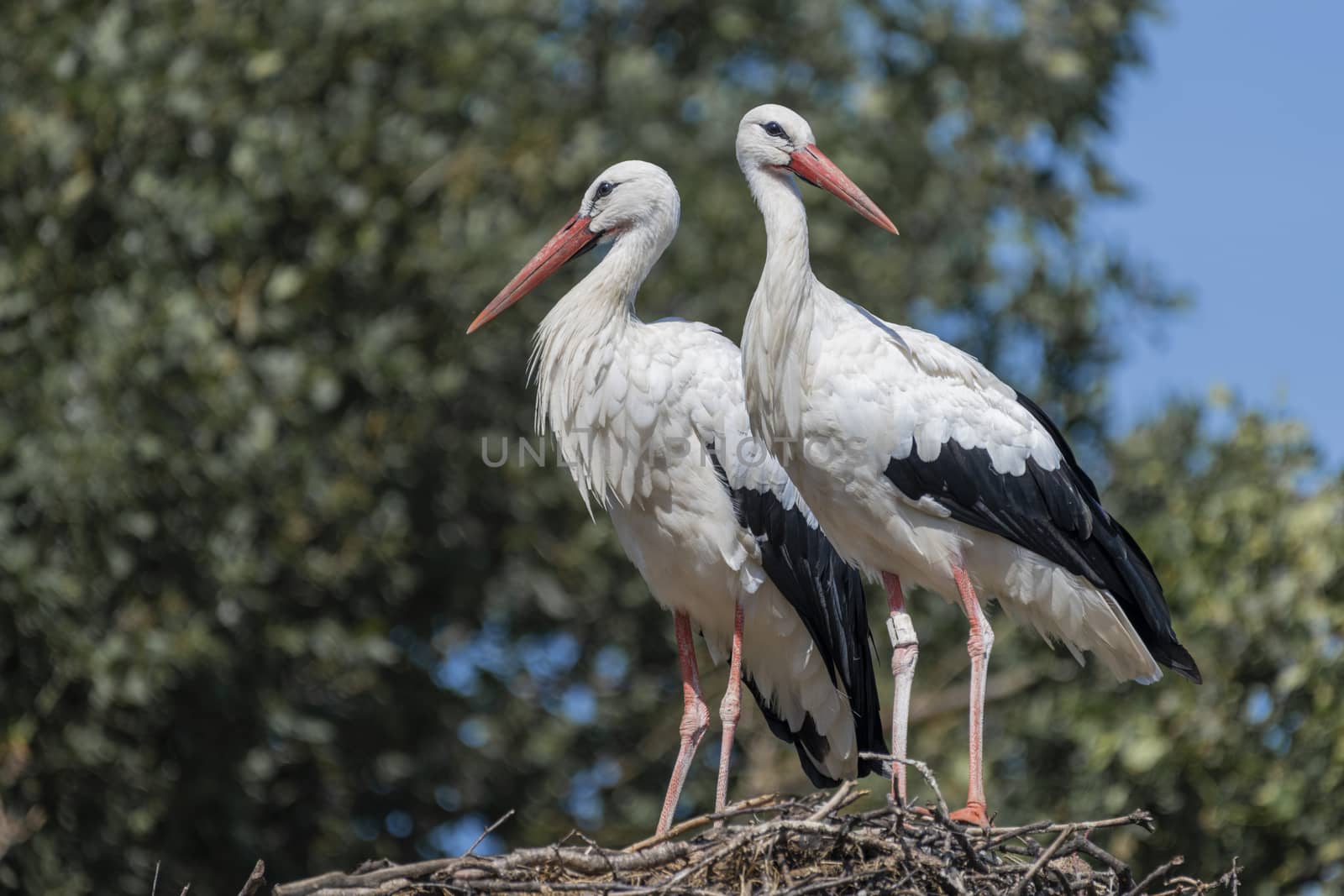 Two adult storks Ciconiidae standing on a big nest 
