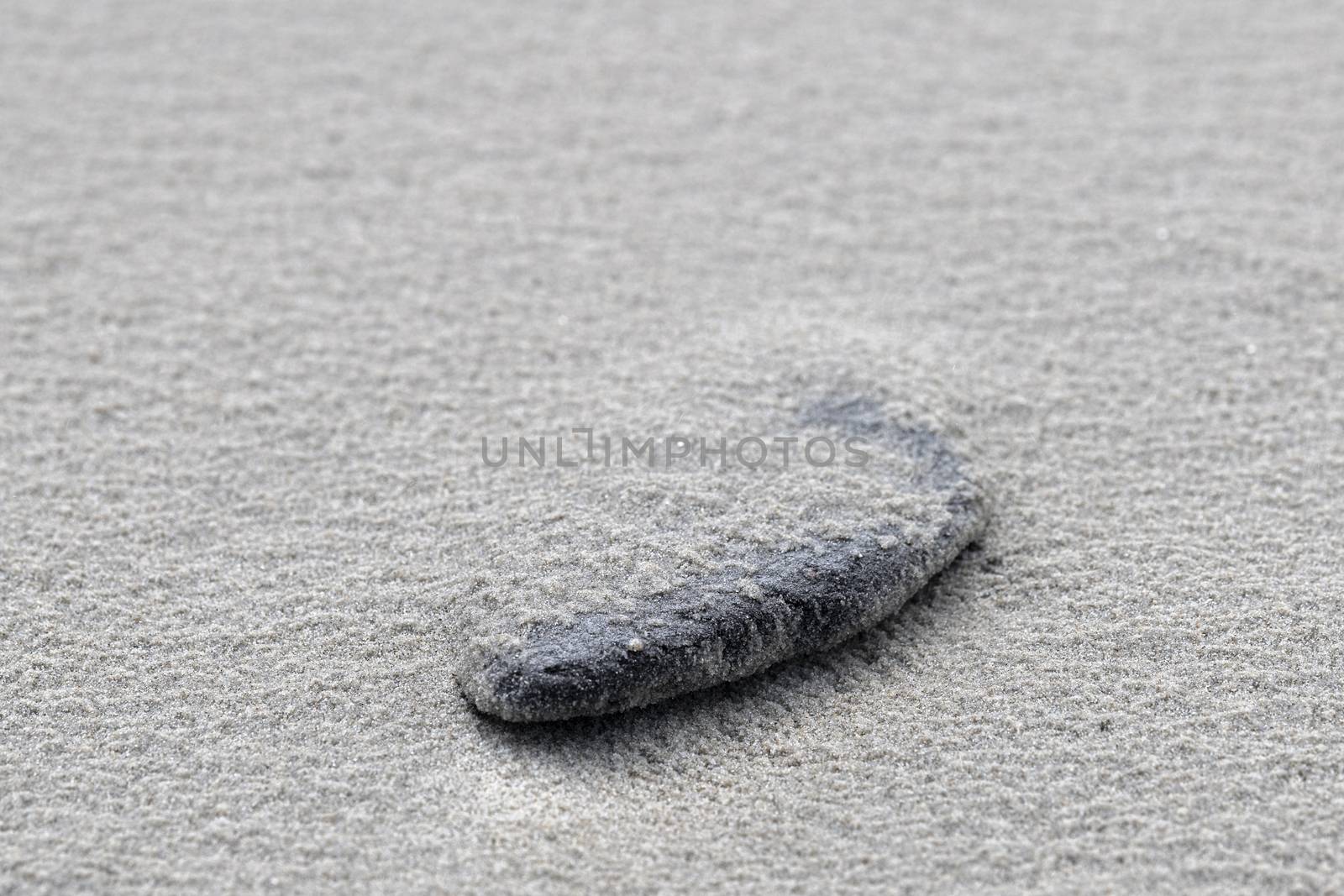 Abstract minimalistic photo of a rounded piece of wood on the North Sea beach on the Island of Terschelling in the North of the Netherlands 
