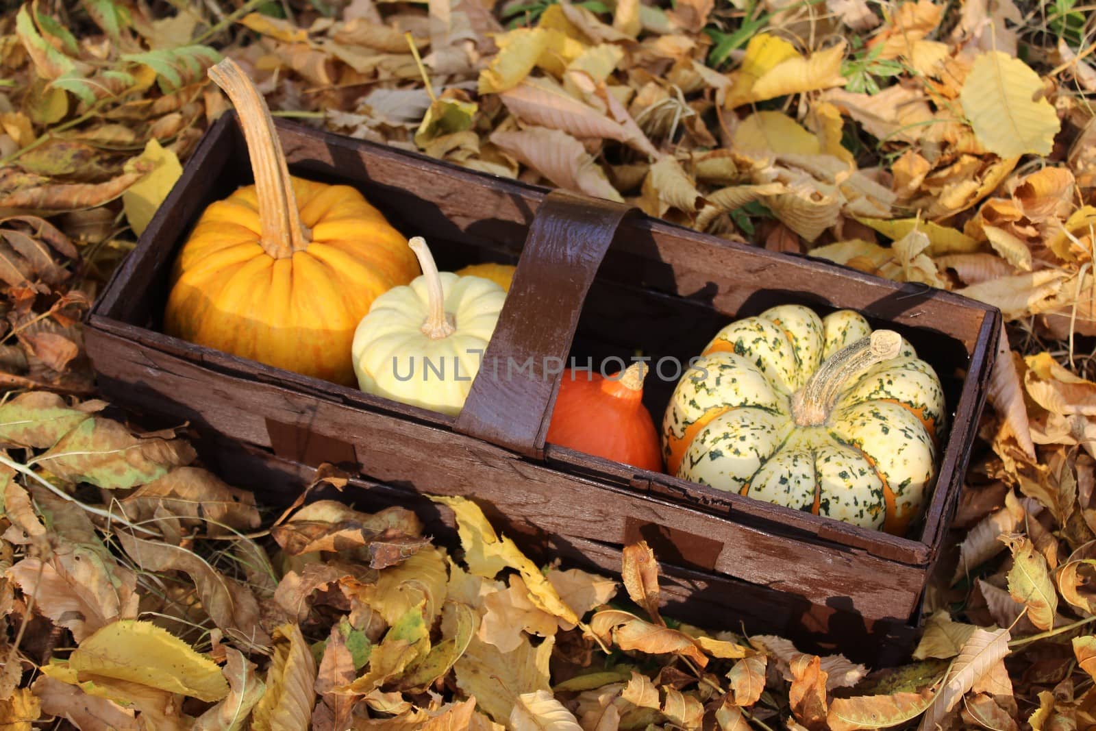 The picture shows pumpkins in a basket in autumn leaves
