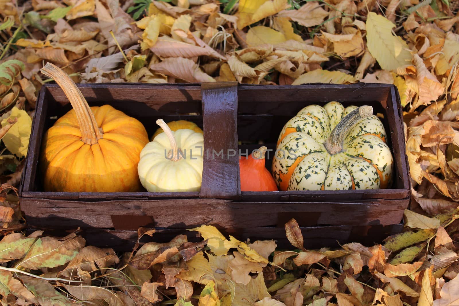 The picture shows pumpkins in a basket in autumn leaves