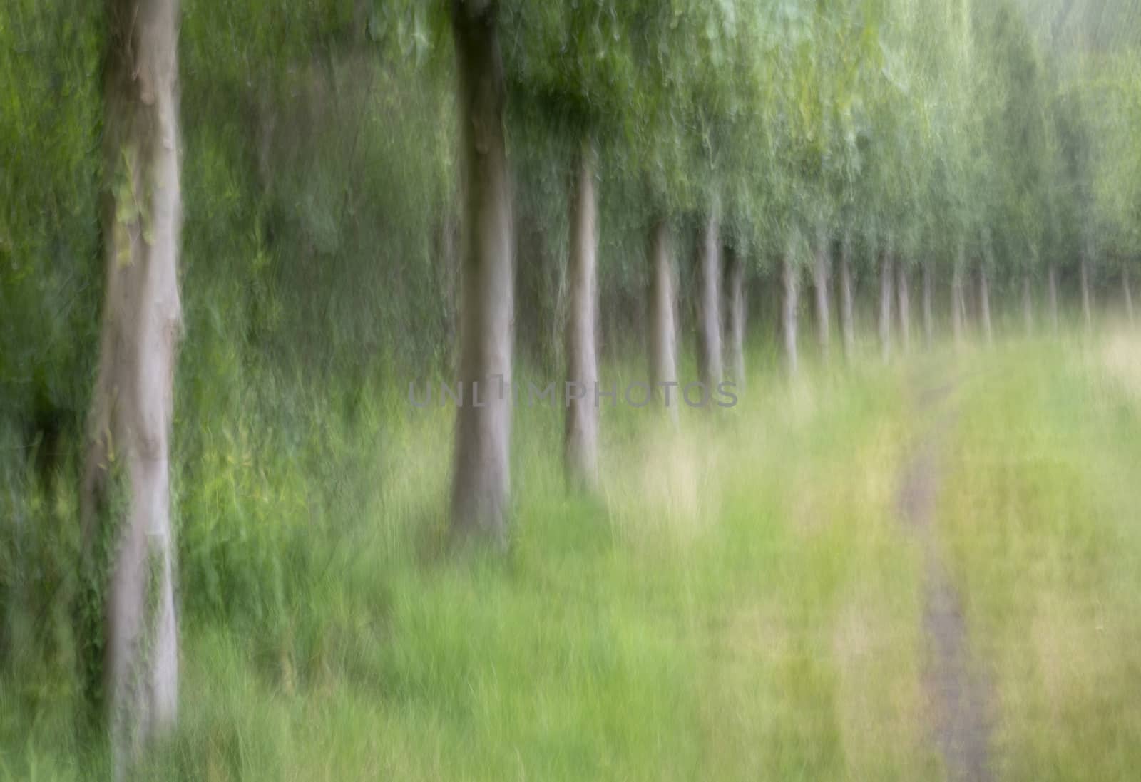 Abstract trees in a forest photographed with subtle movement so picturesque effect
