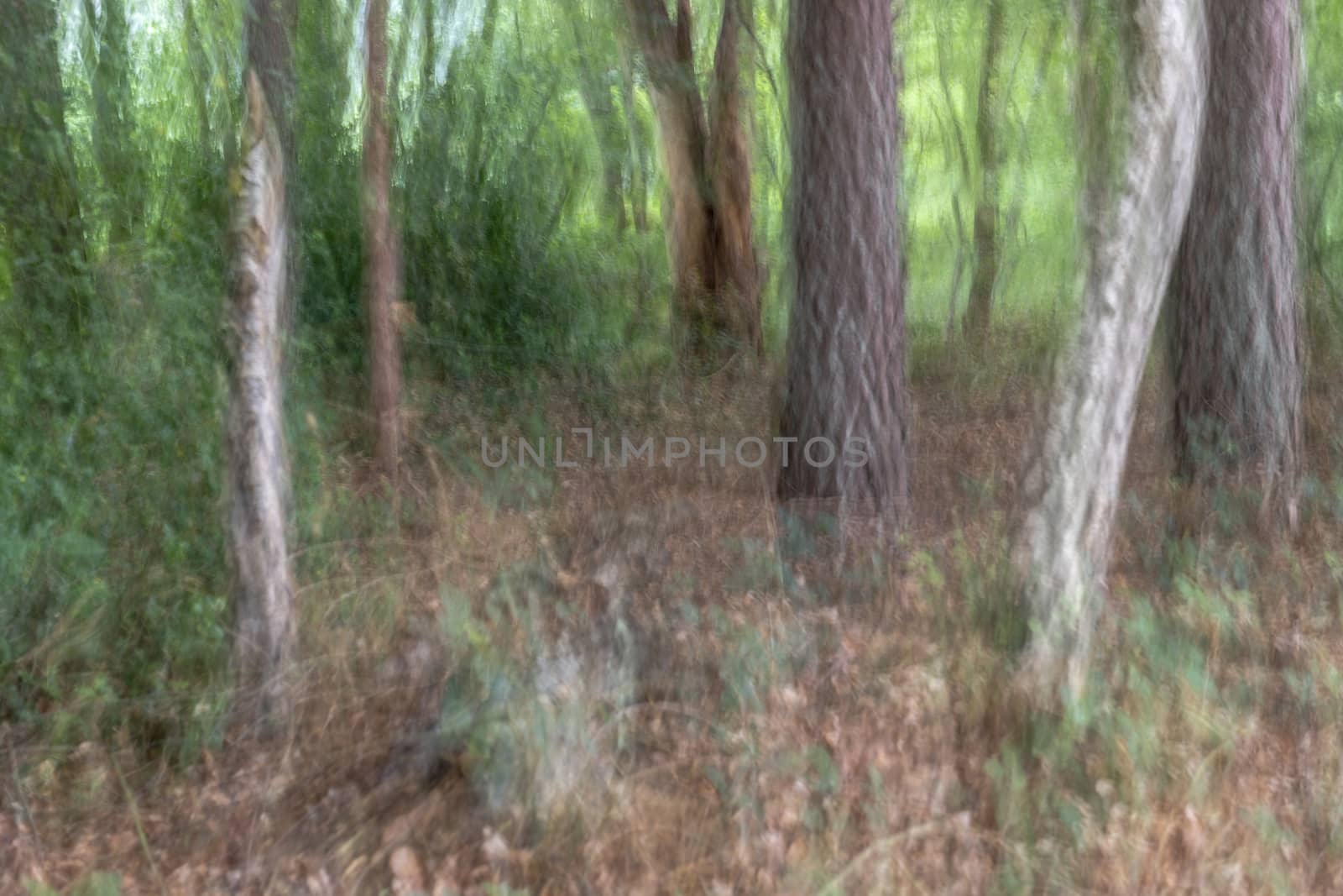 Abstract trees in a forest
 by Tofotografie