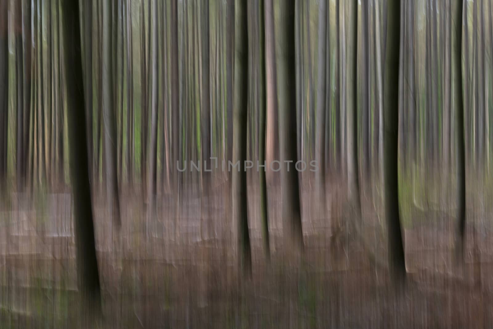 Abstract trees in a forest
 by Tofotografie