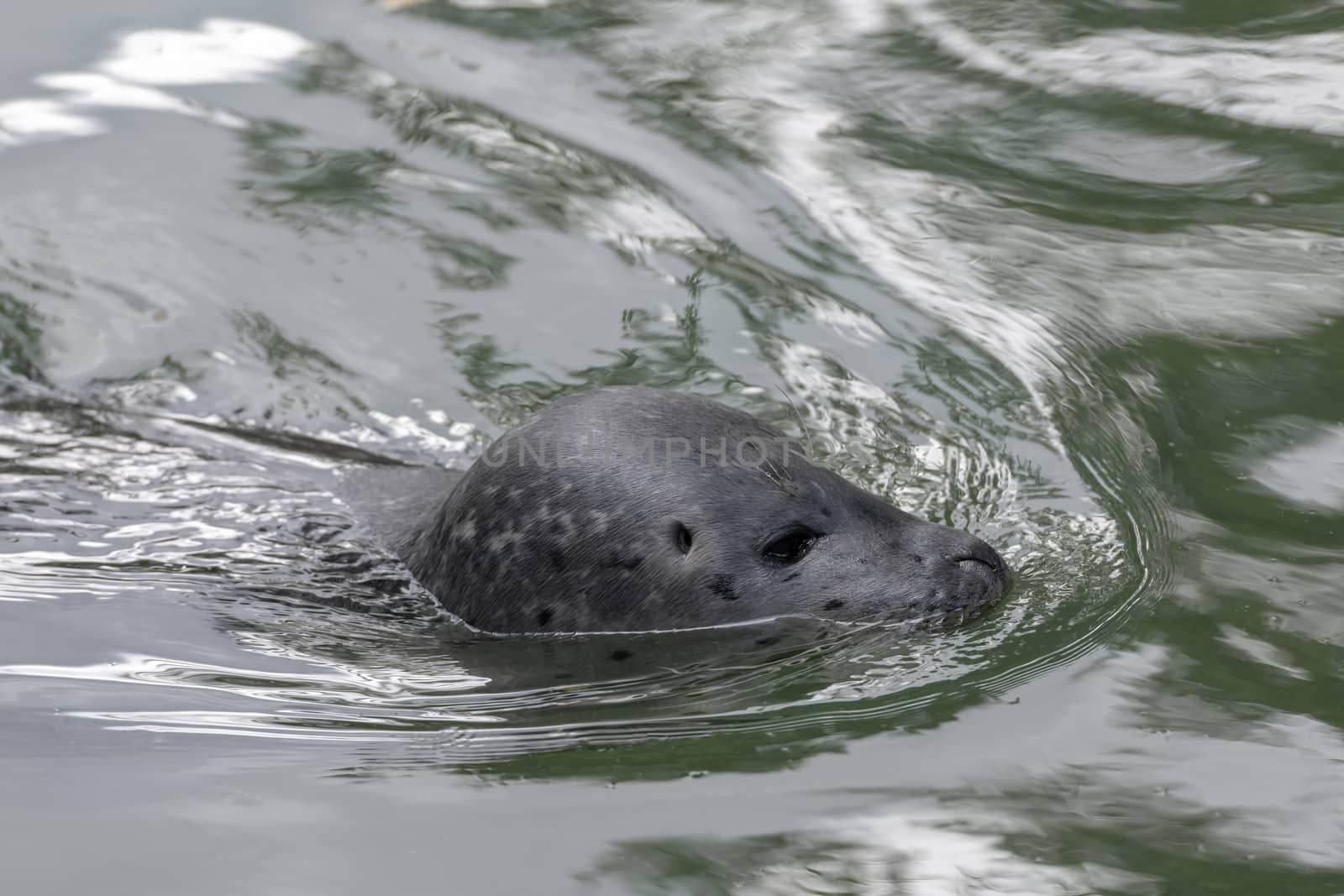 Head of a sea lion swimming in sea Otariinae Otariidae
