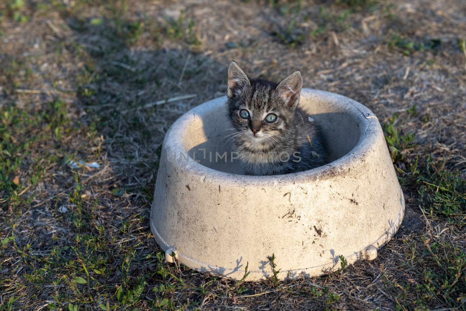 Young kitten on a farm in a feeding trough looking curious at the camera
