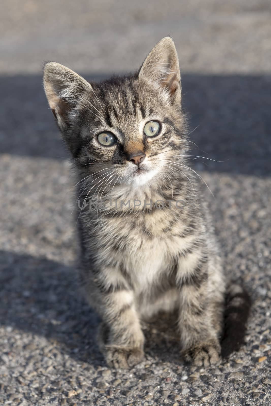 Young kitten on a farm looking curious at the camera
