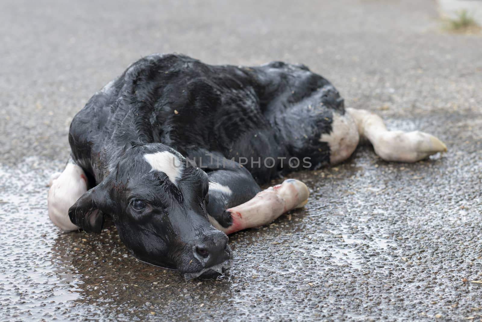 Newborn calf on a dairy farm in the Netherlands
