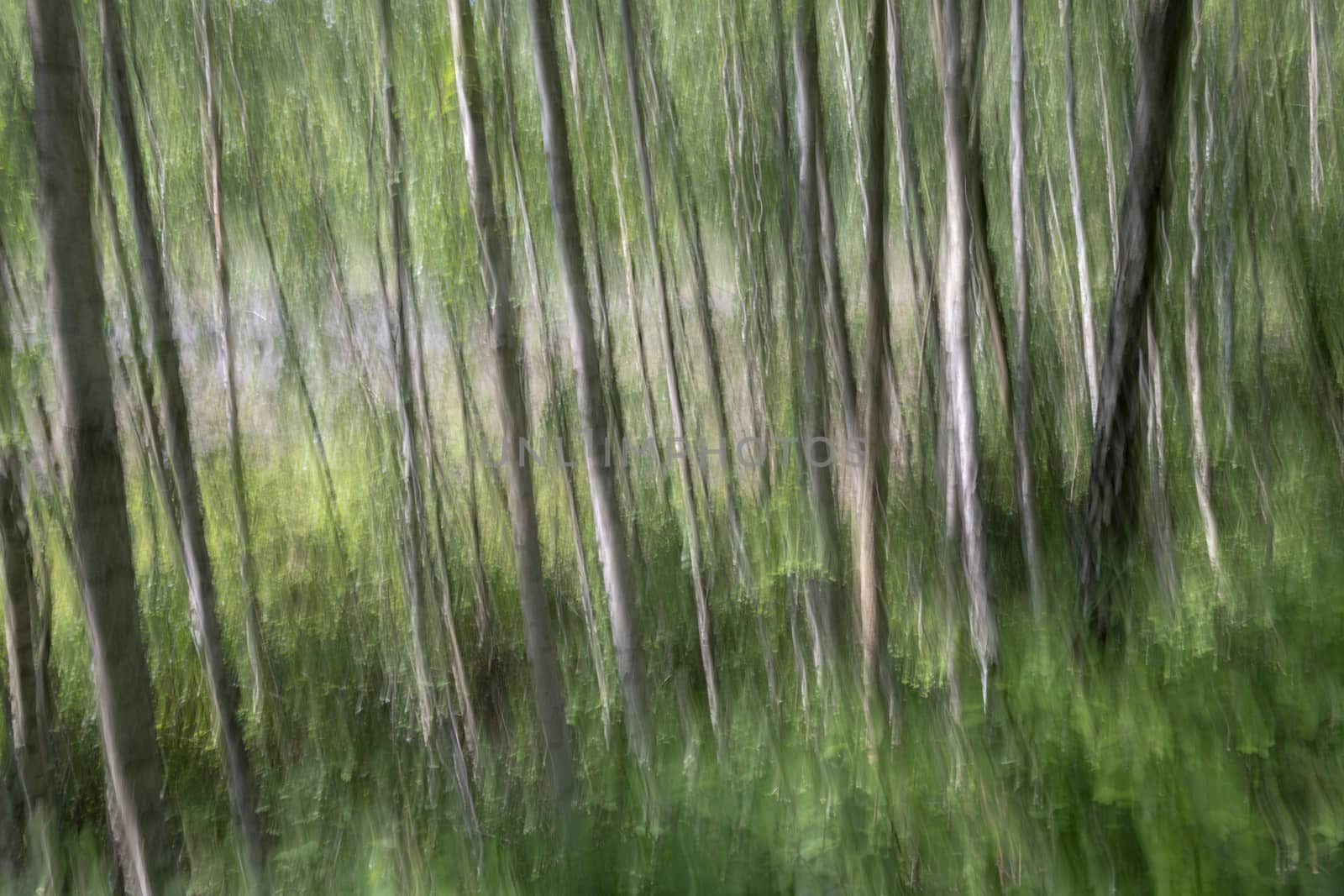 Abstract trees in a forest photographed with subtle movement so picturesque effect
