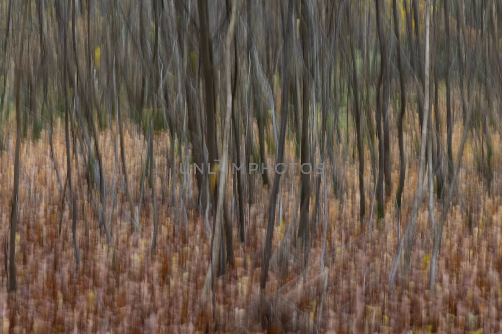 Abstract trees in a forest photographed with subtle movement so picturesque effect
