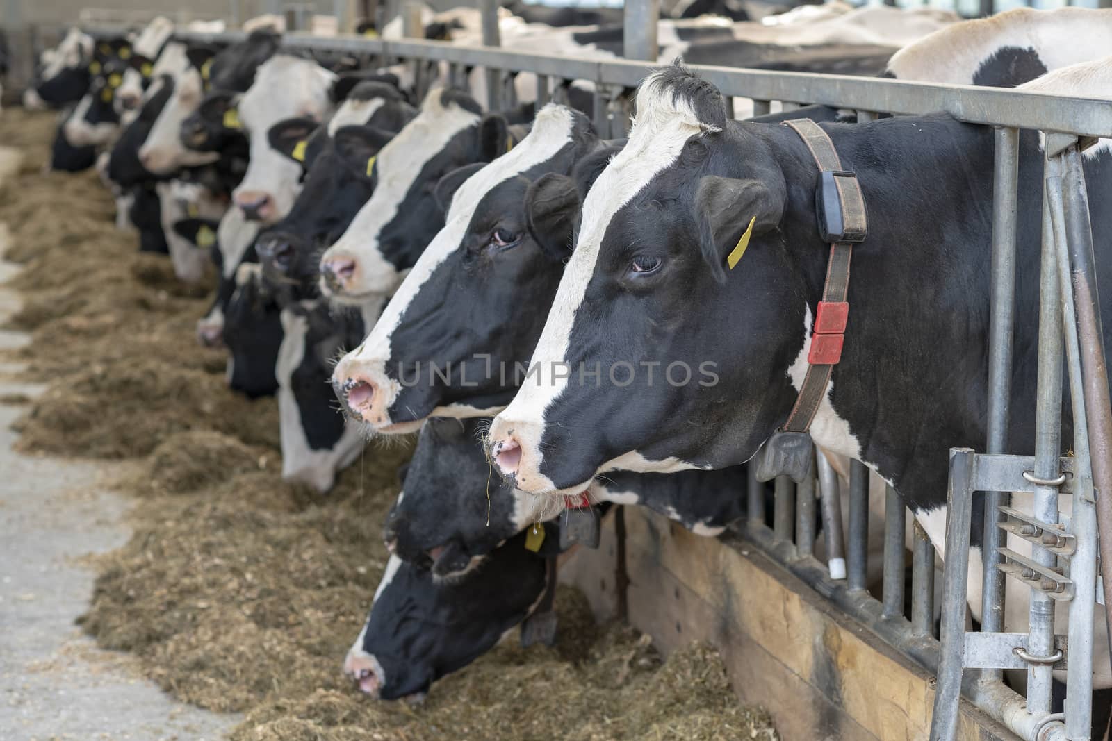 Dairy cows in an open stable on a dairy farm in the north of the Netherlands

