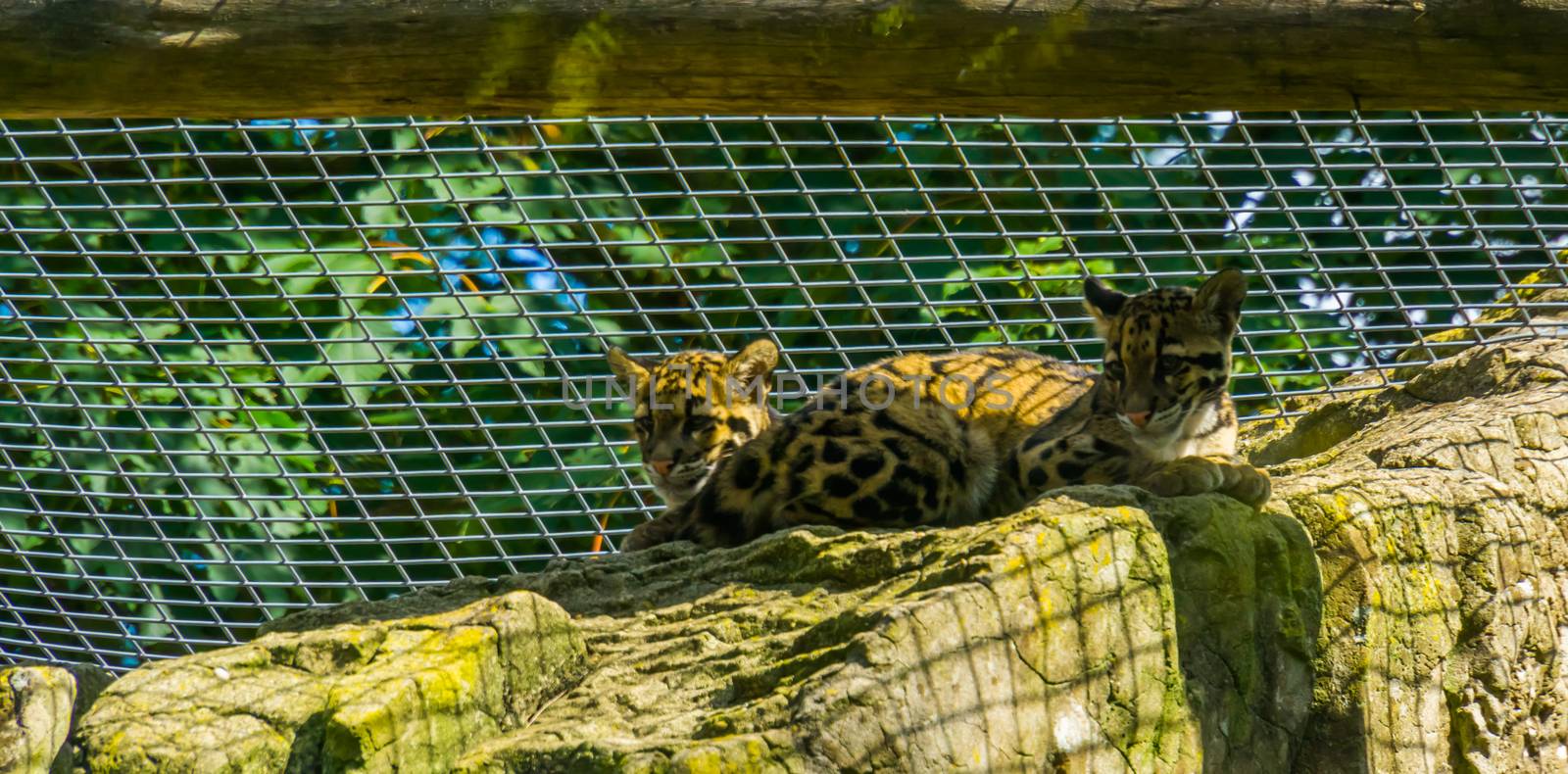mainland clouded leopard couple sitting together on a rock, Vulnerable animal specie from the himalayas by charlottebleijenberg