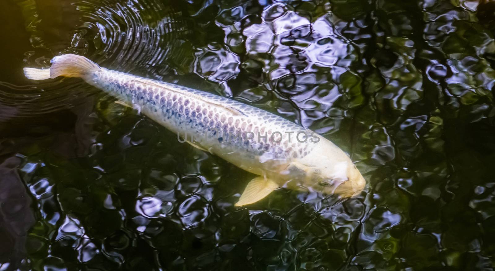 White carp swimming underwater, popular pets for in the pond, Freshwater fish specie