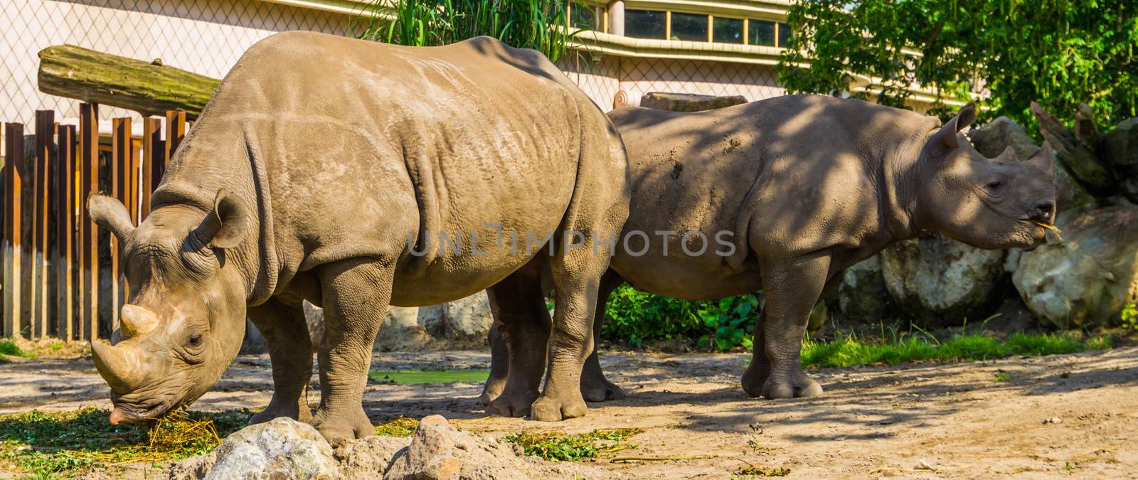 male and female black rhinoceros couple together, critically endangered animal specie from Africa by charlottebleijenberg