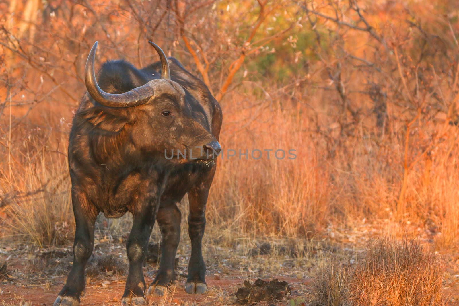 Big African buffalo bull standing in the grass in the Welgevonden game reserve, South Africa.