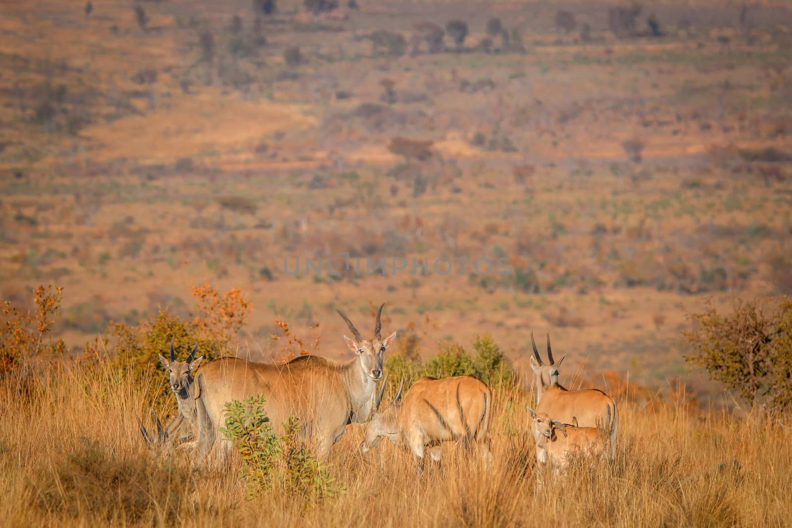 Herd of Eland standing in the high grass. by Simoneemanphotography