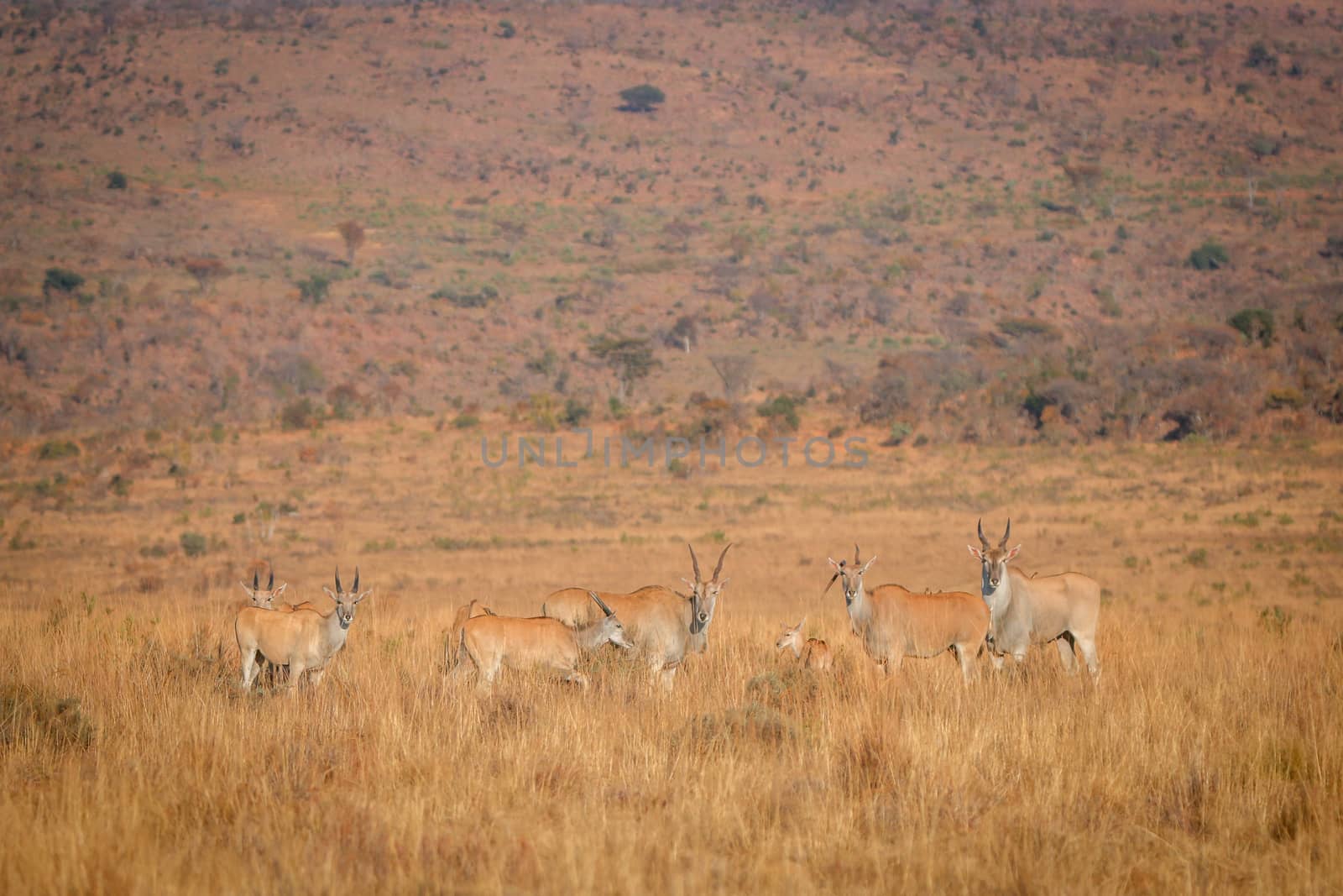 Herd of Eland standing in the high grass in the Welgevonden game reserve, South Africa.