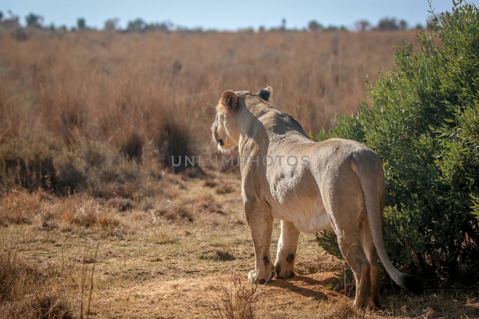 Lioness on the look out for prey in the Welgevonden game reserve, South Africa.