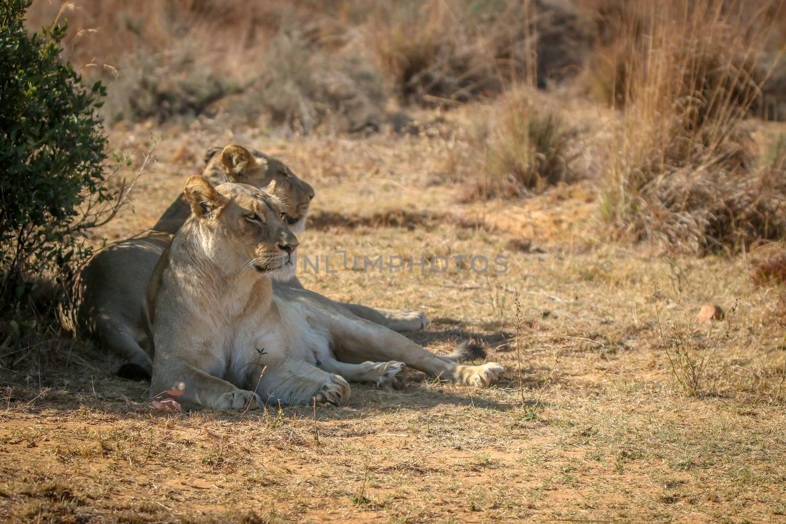 Two Lionesses laying under a bush in the Welgevonden game reserve, South Africa.