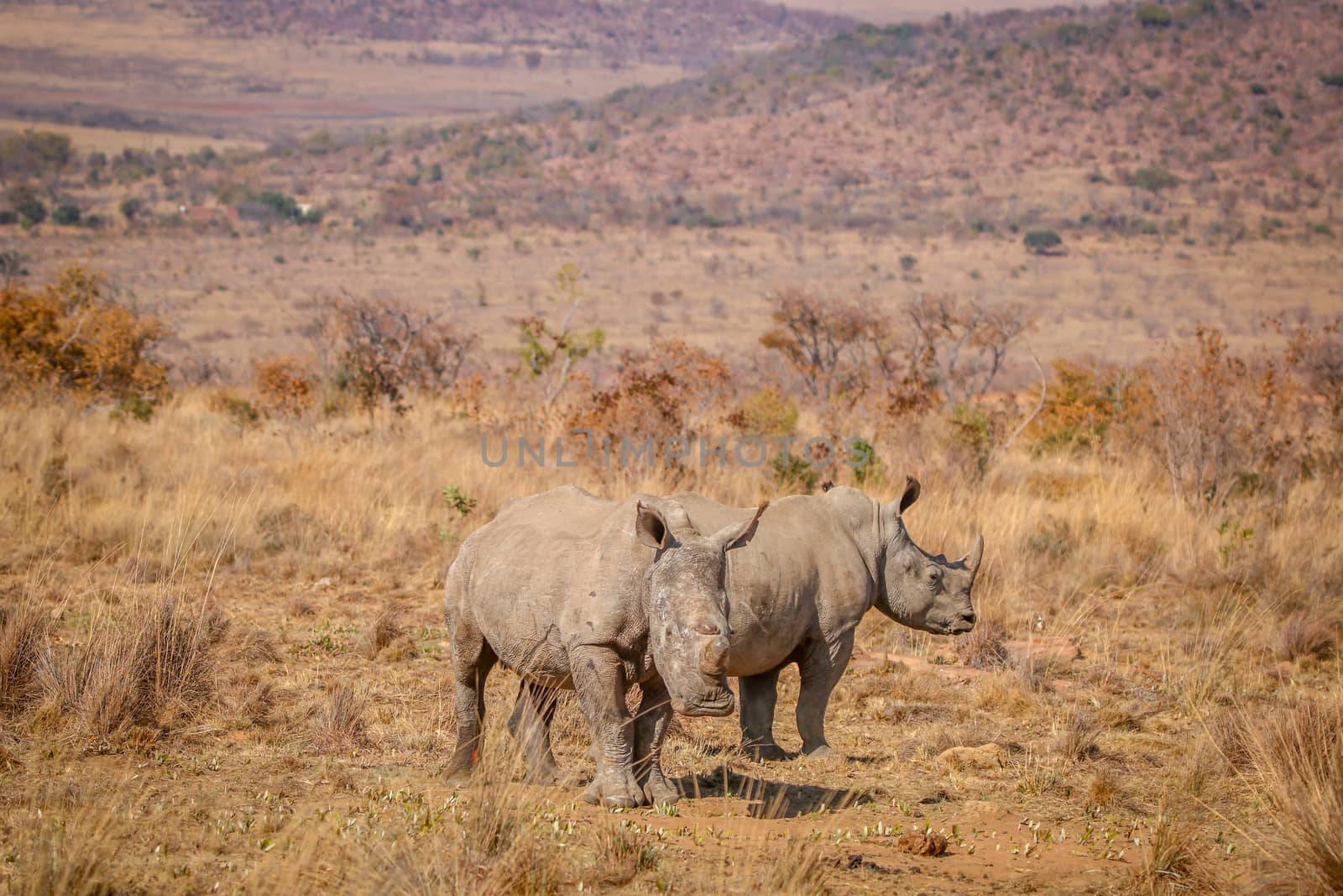 Two White rhinos standing in the grass, South Africa.