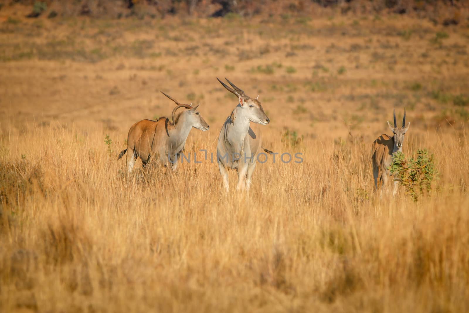 Herd of Eland standing in the high grass. by Simoneemanphotography
