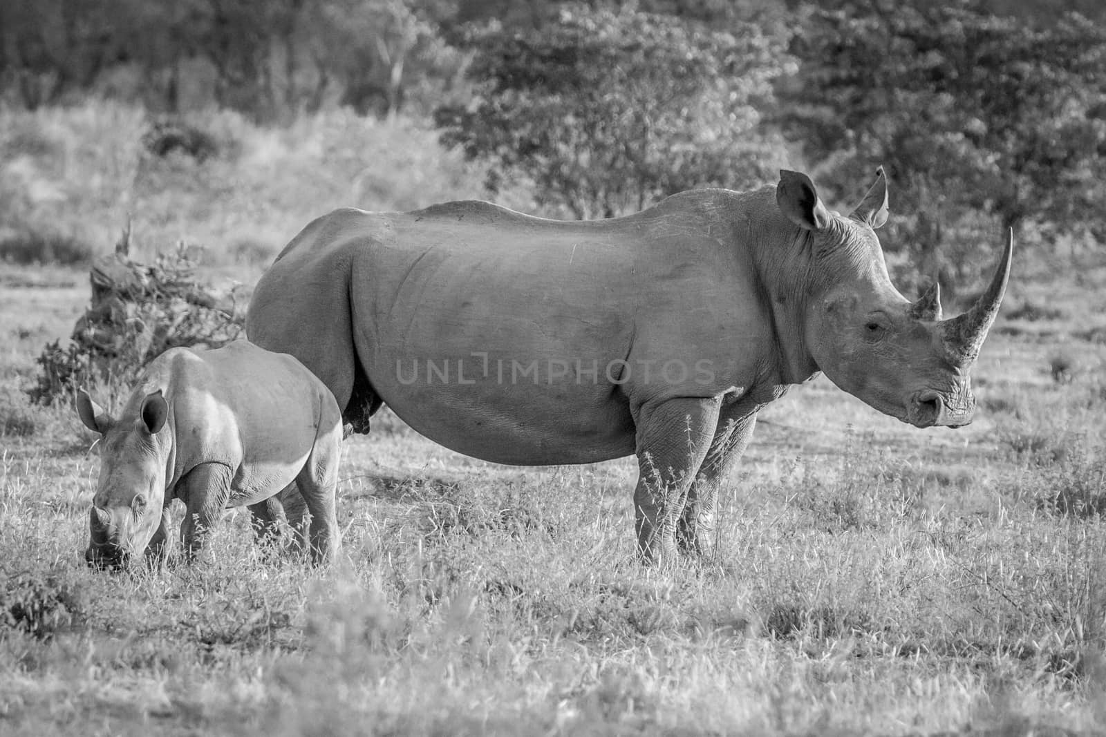 White rhino mother and baby calf in the grass. by Simoneemanphotography
