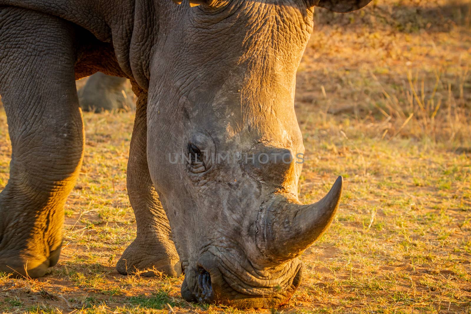 Close up of a White rhino grazing in the golden light, South Africa.