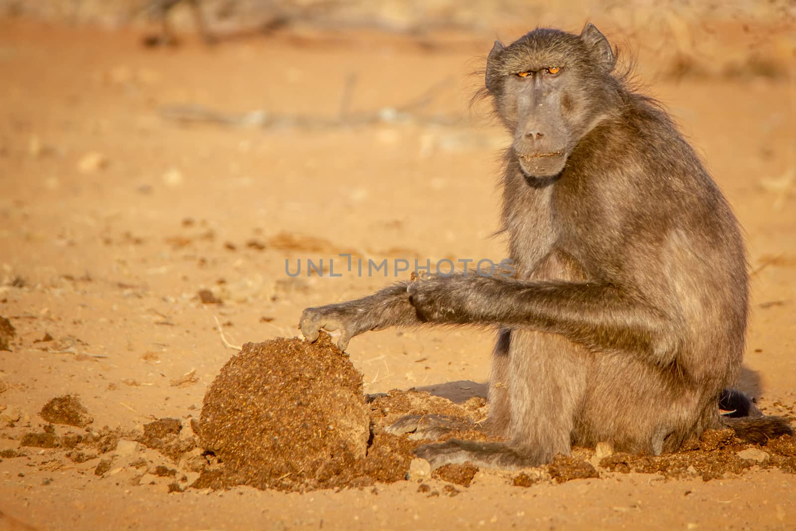 Chacma baboon sitting and eating. by Simoneemanphotography