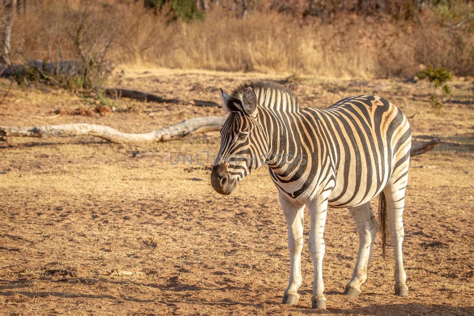 Zebra standing in the grass in the bush. by Simoneemanphotography