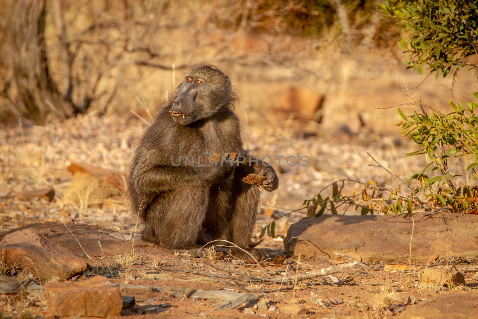 Chacma baboon sitting and eating. by Simoneemanphotography