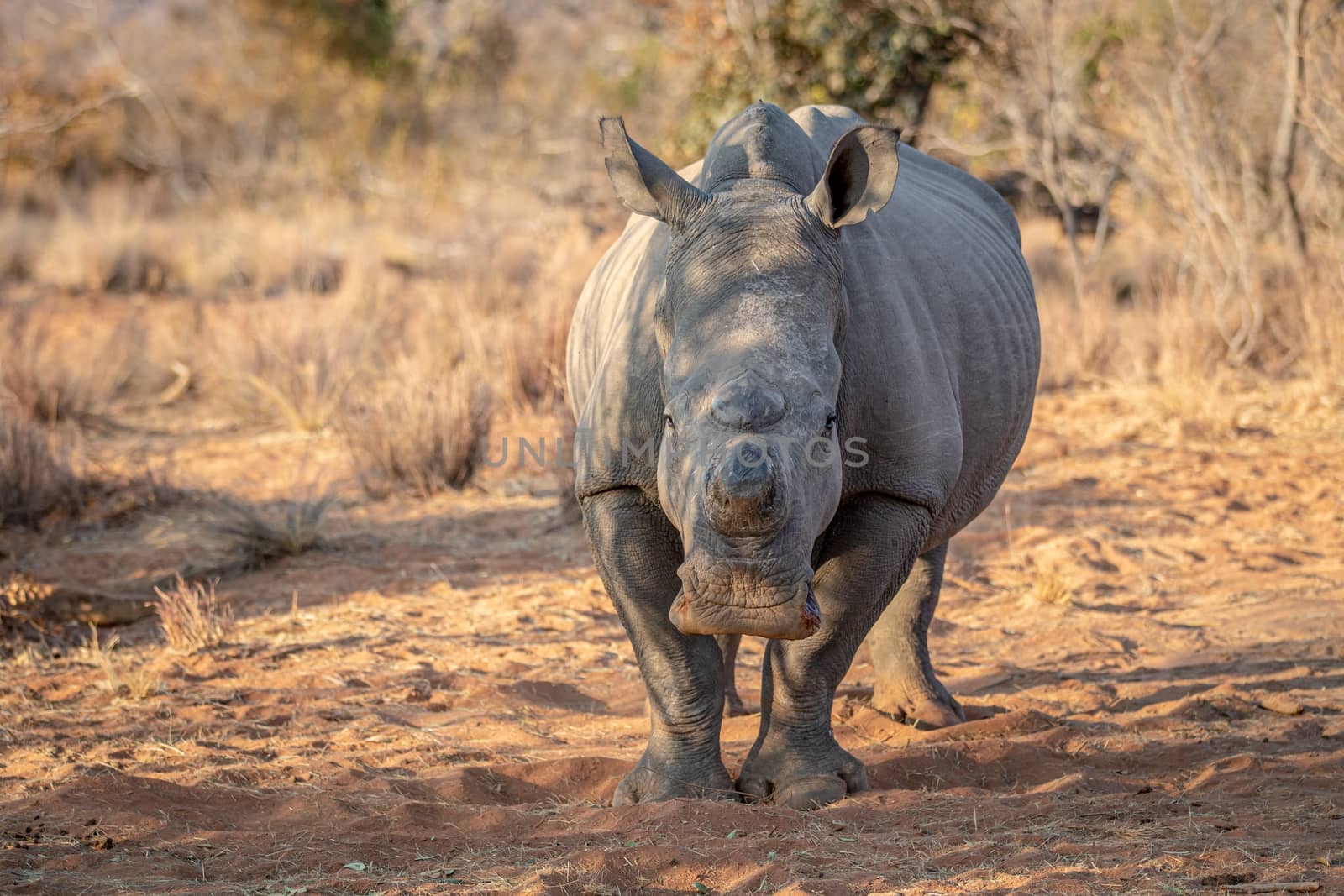 Dehorned White rhino starring at the camera. by Simoneemanphotography