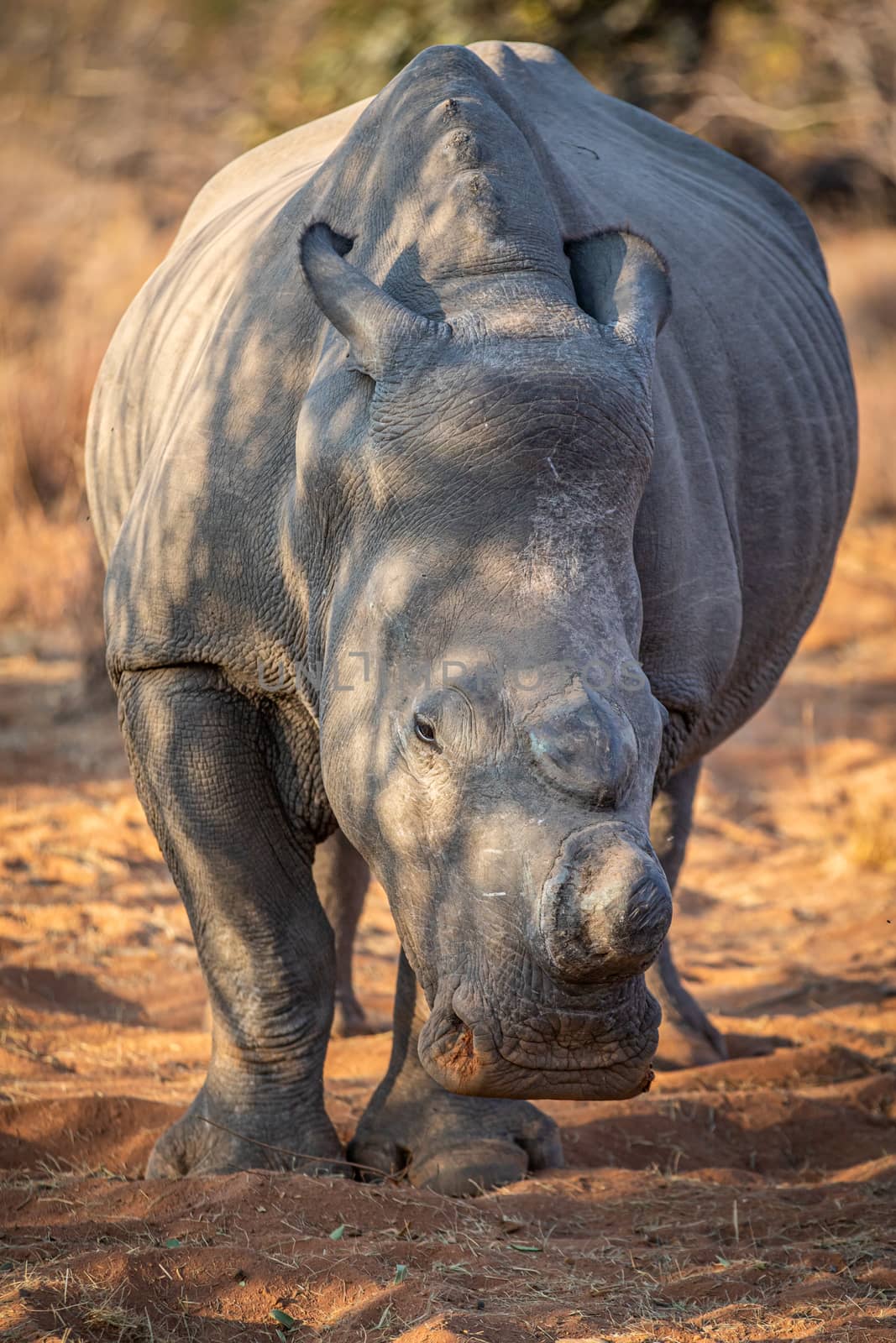 Dehorned White rhino starring at the camera. by Simoneemanphotography