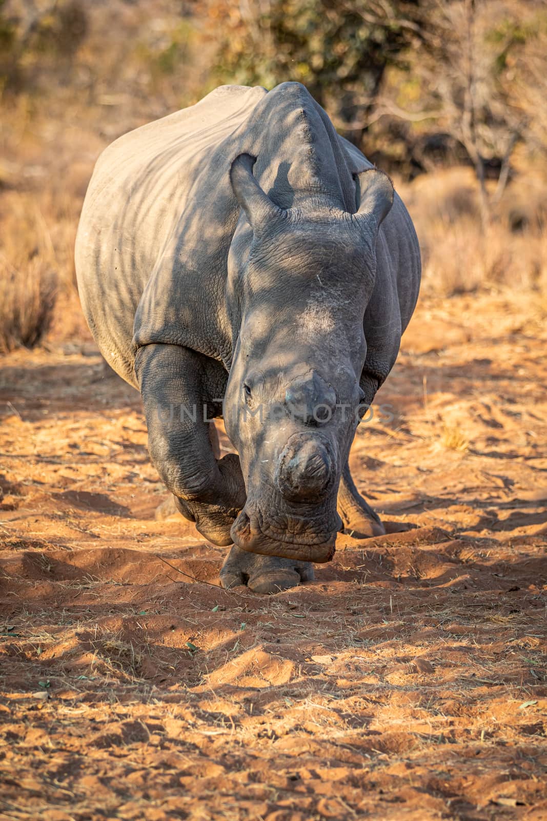 Dehorned White rhino starring at the camera, South Africa.