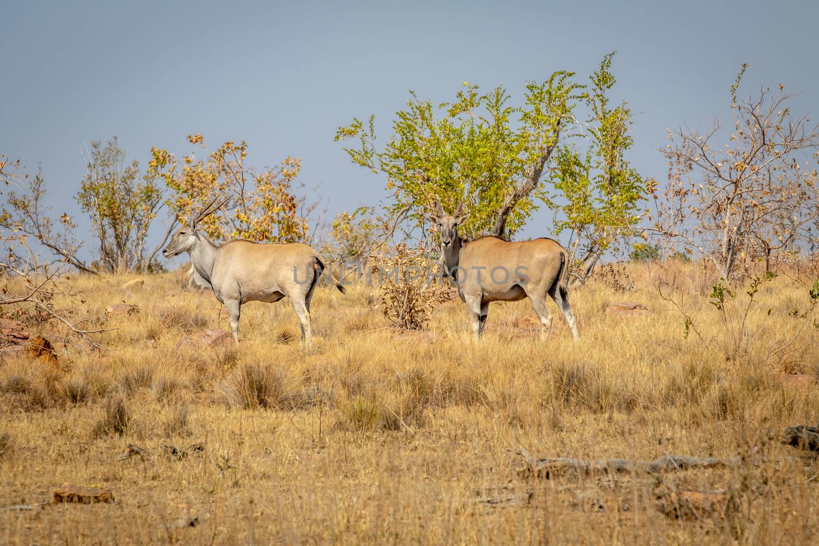 Two Elands standing in the grass. by Simoneemanphotography