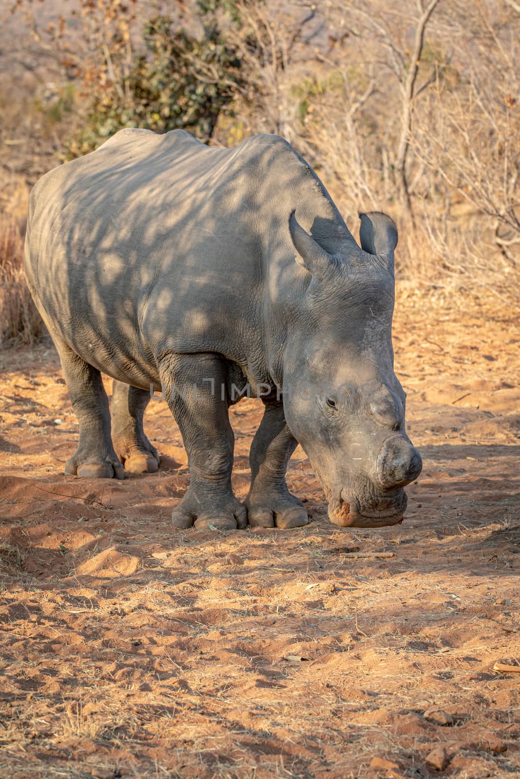 Dehorned White rhino grazing in the bush. by Simoneemanphotography