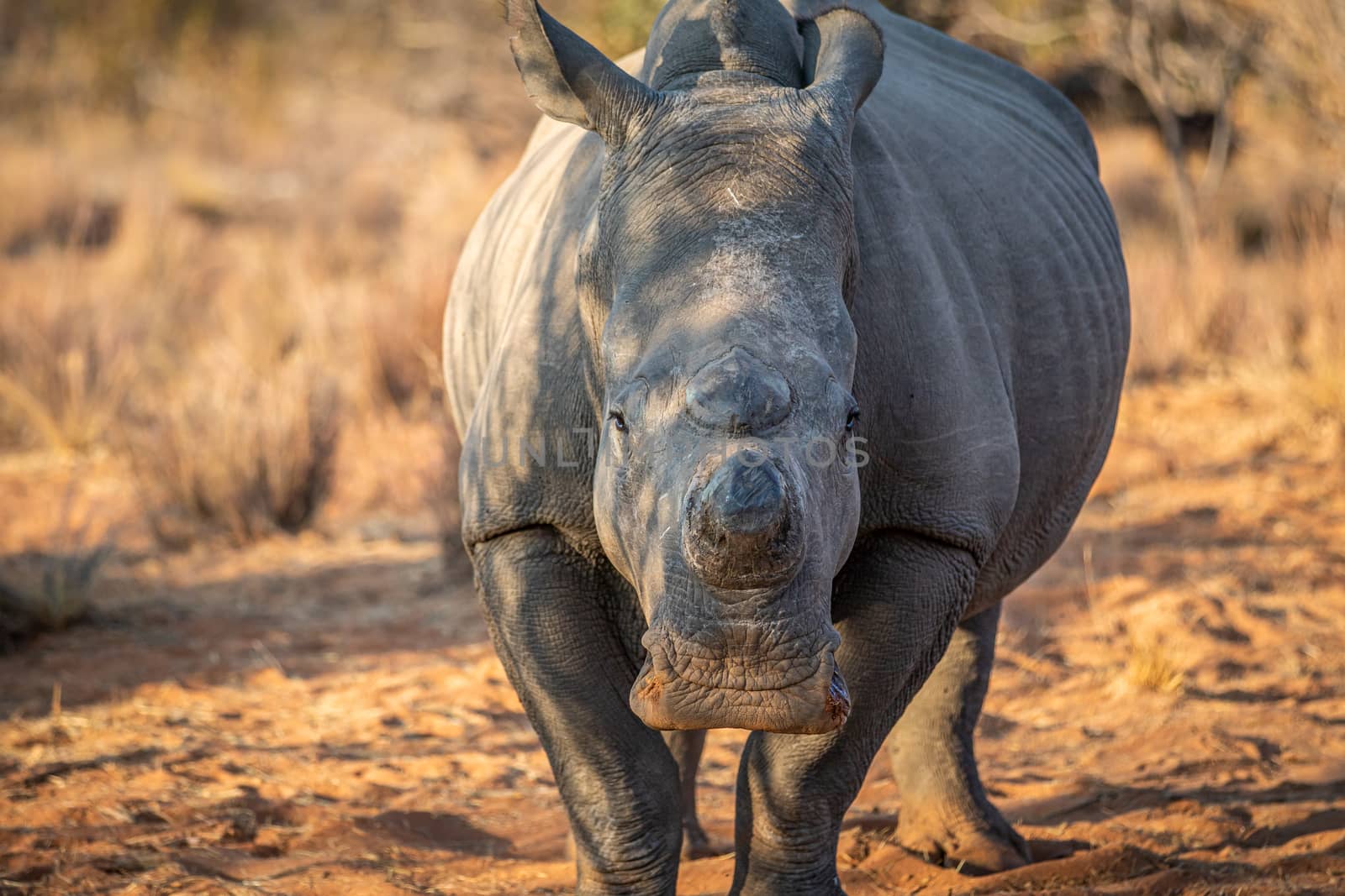 Dehorned White rhino starring at the camera. by Simoneemanphotography