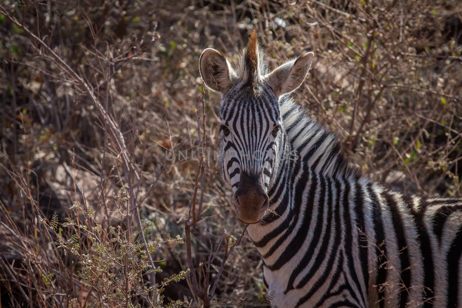 Close up of a Zebra starring at the camera. by Simoneemanphotography