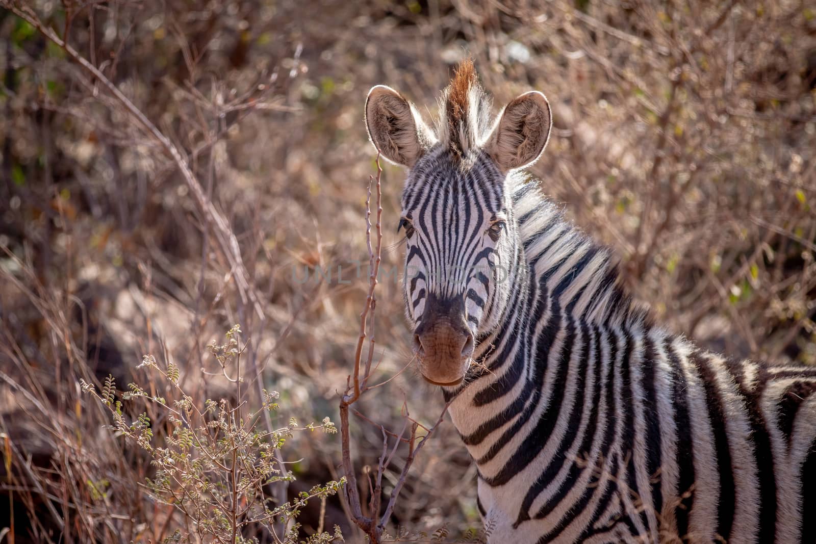 Zebra starring at the camera in the Welgevonden game reserve, South Africa.