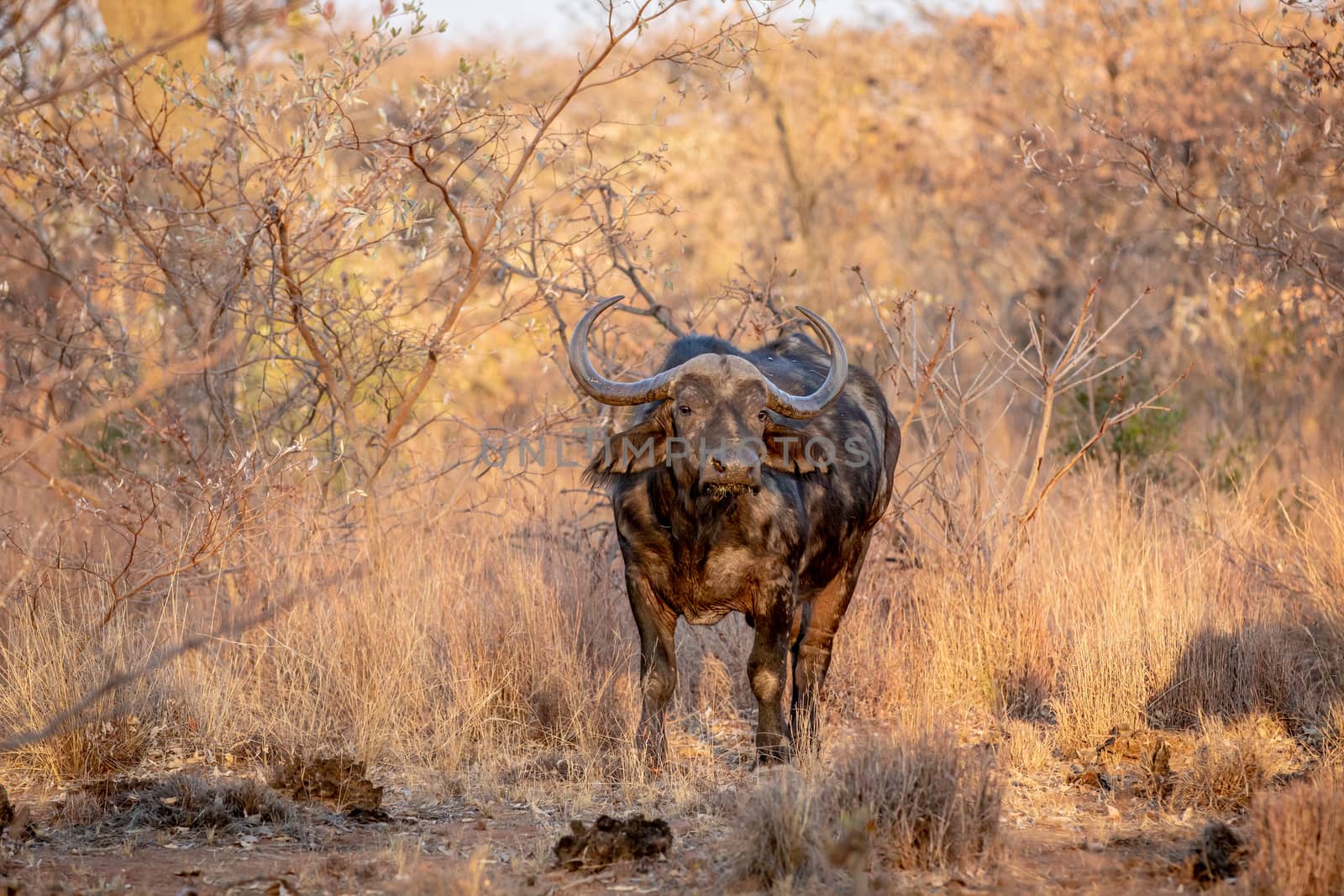African buffalo starring at the camera in the Welgevonden game reserve, South Africa.