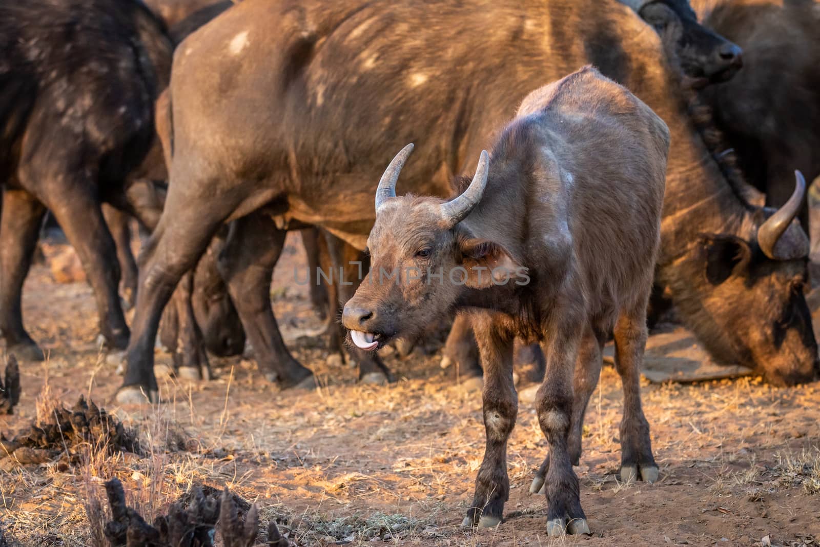 African buffalo starring at the camera. by Simoneemanphotography