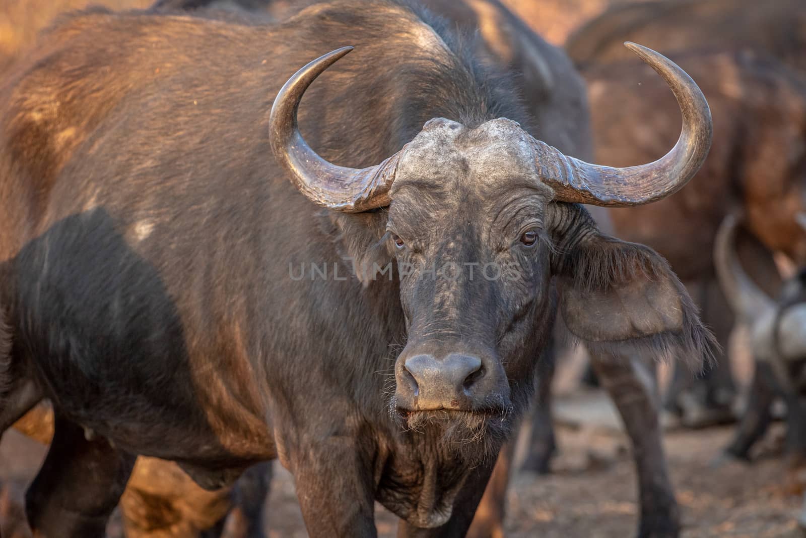 African buffalo starring at the camera. by Simoneemanphotography