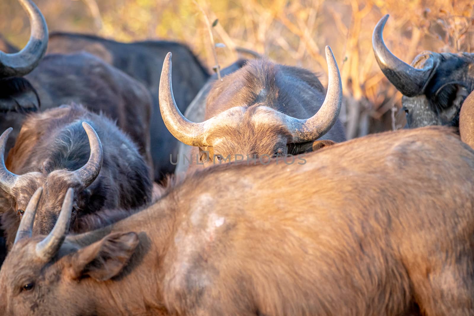 African buffalo hiding behind another buffalo. by Simoneemanphotography