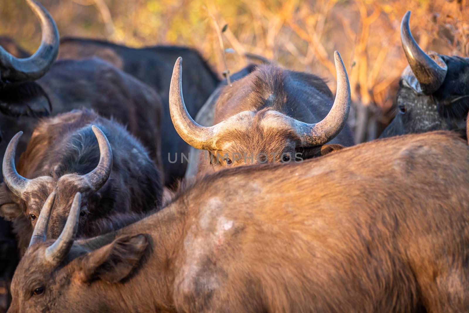 African buffalo hiding behind another buffalo in the Welgevonden game reserve, South Africa.