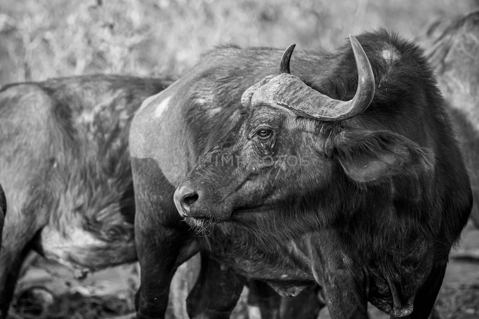 Side profile of an African buffalo. by Simoneemanphotography