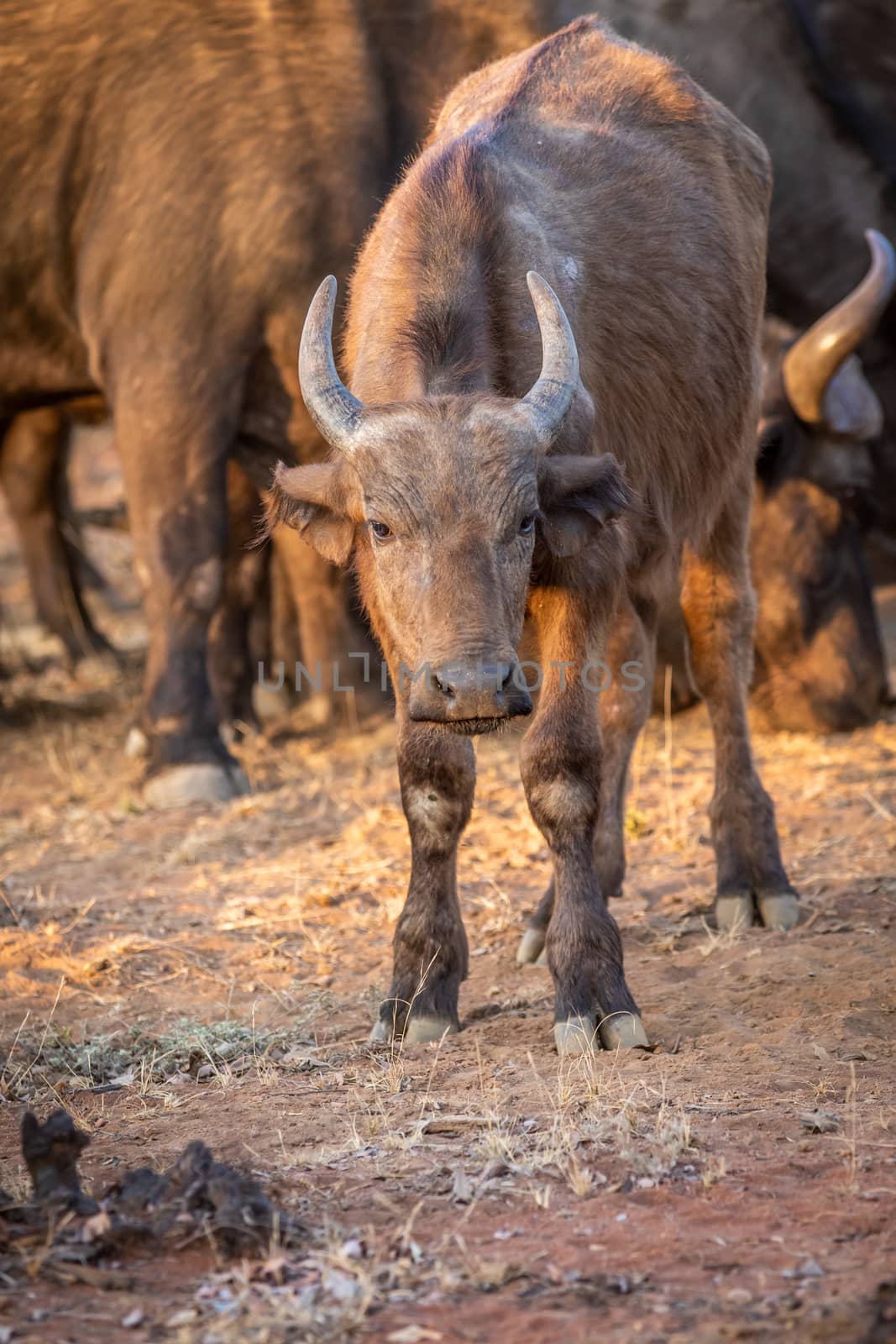 African buffalo starring at the camera. by Simoneemanphotography