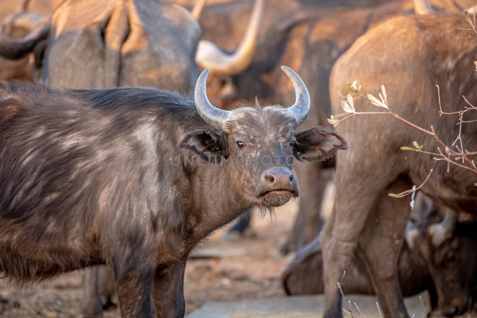 African buffalo starring at the camera. by Simoneemanphotography