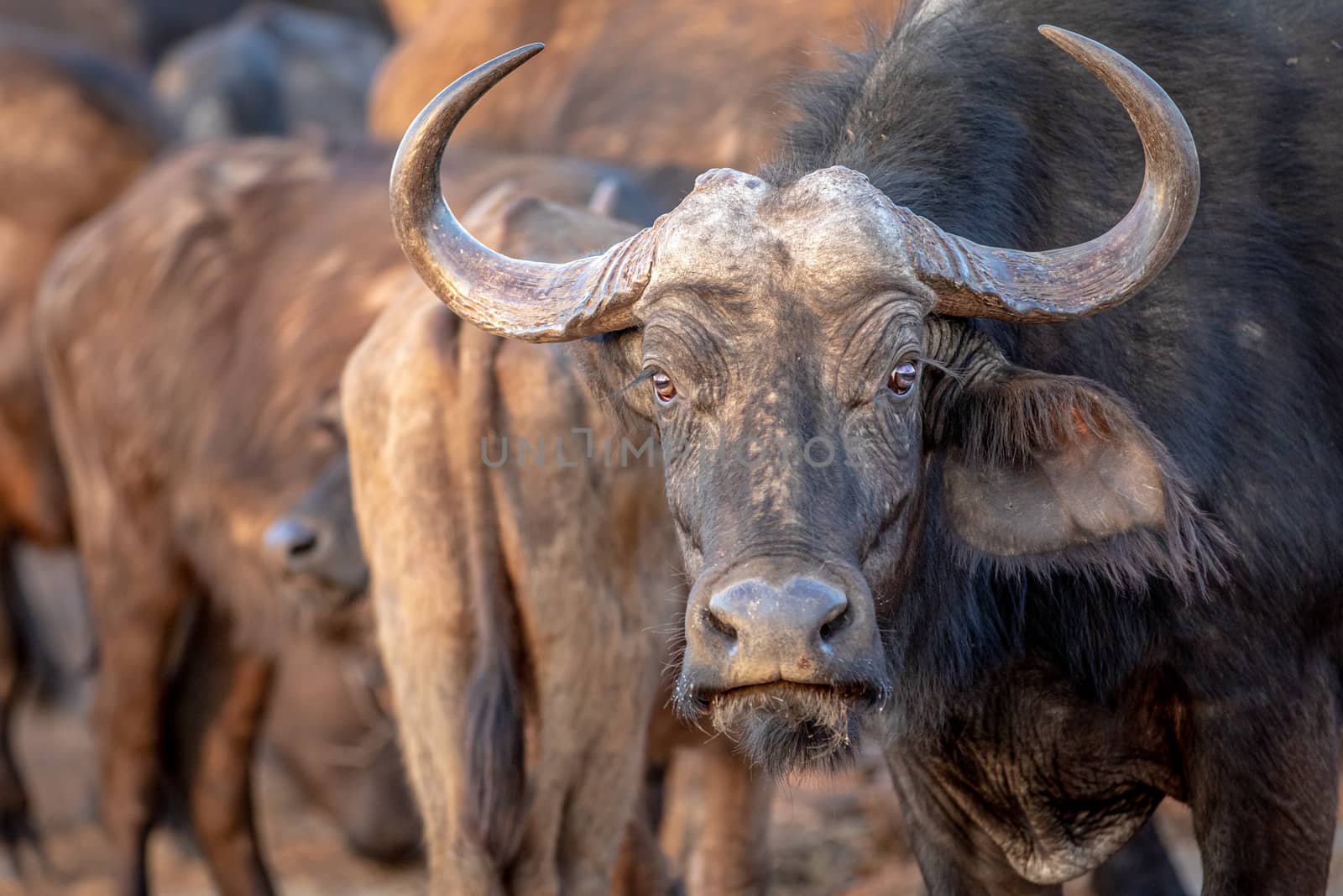 African buffalo starring at the camera in the Welgevonden game reserve, South Africa.