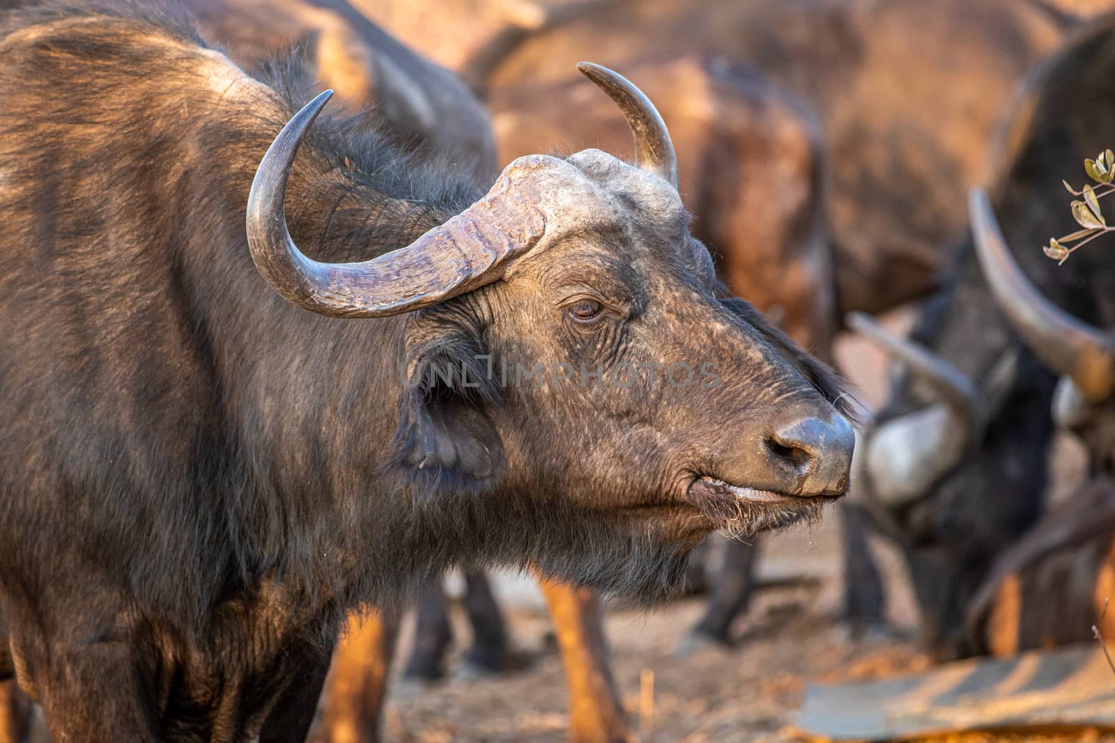 Side profile of an African buffalo in the Welgevonden game reserve, South Africa.