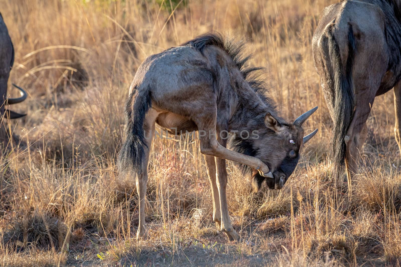 Blue wildebeest scratching himself. by Simoneemanphotography