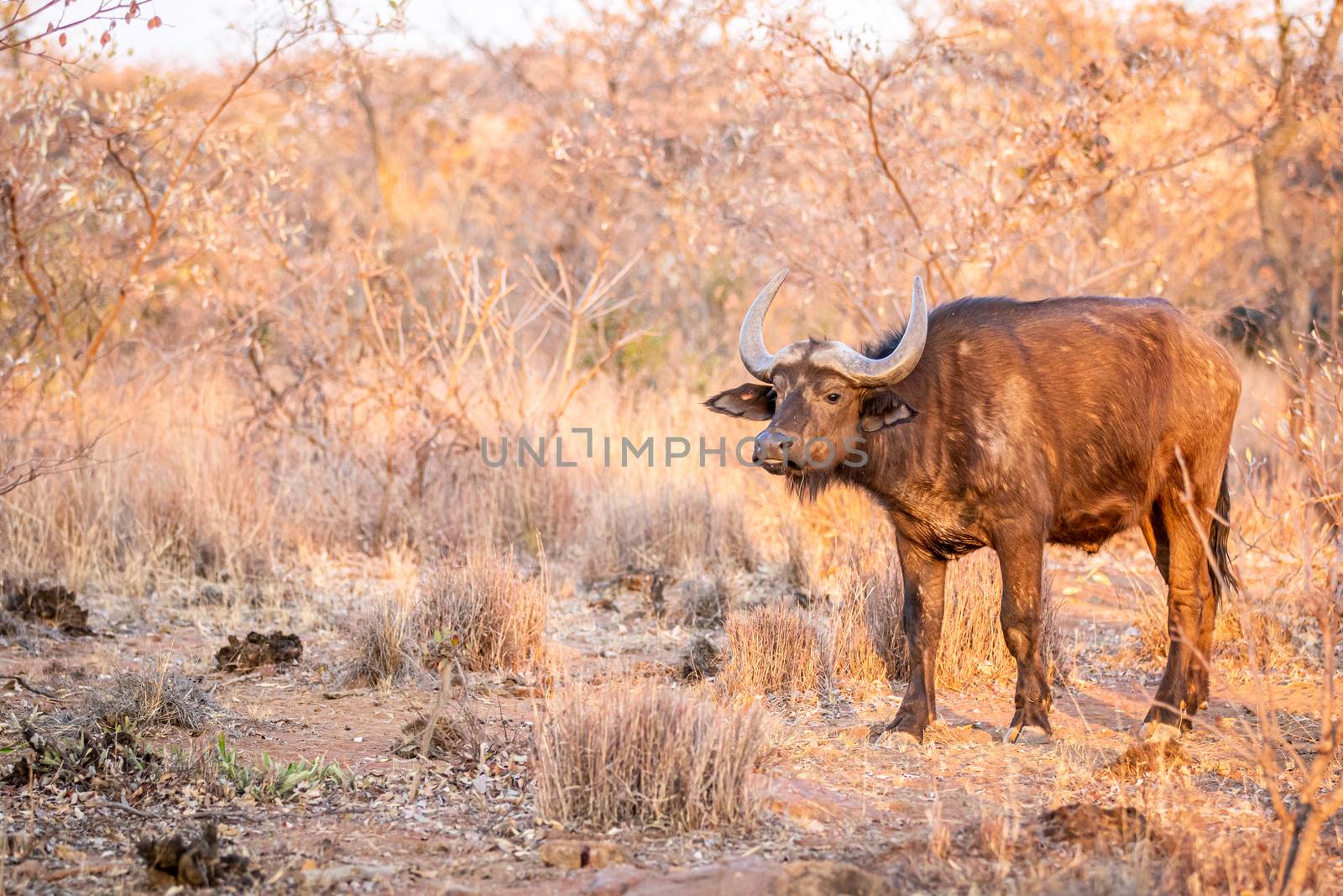 African buffalo standing in the grass in the Welgevonden game reserve, South Africa.